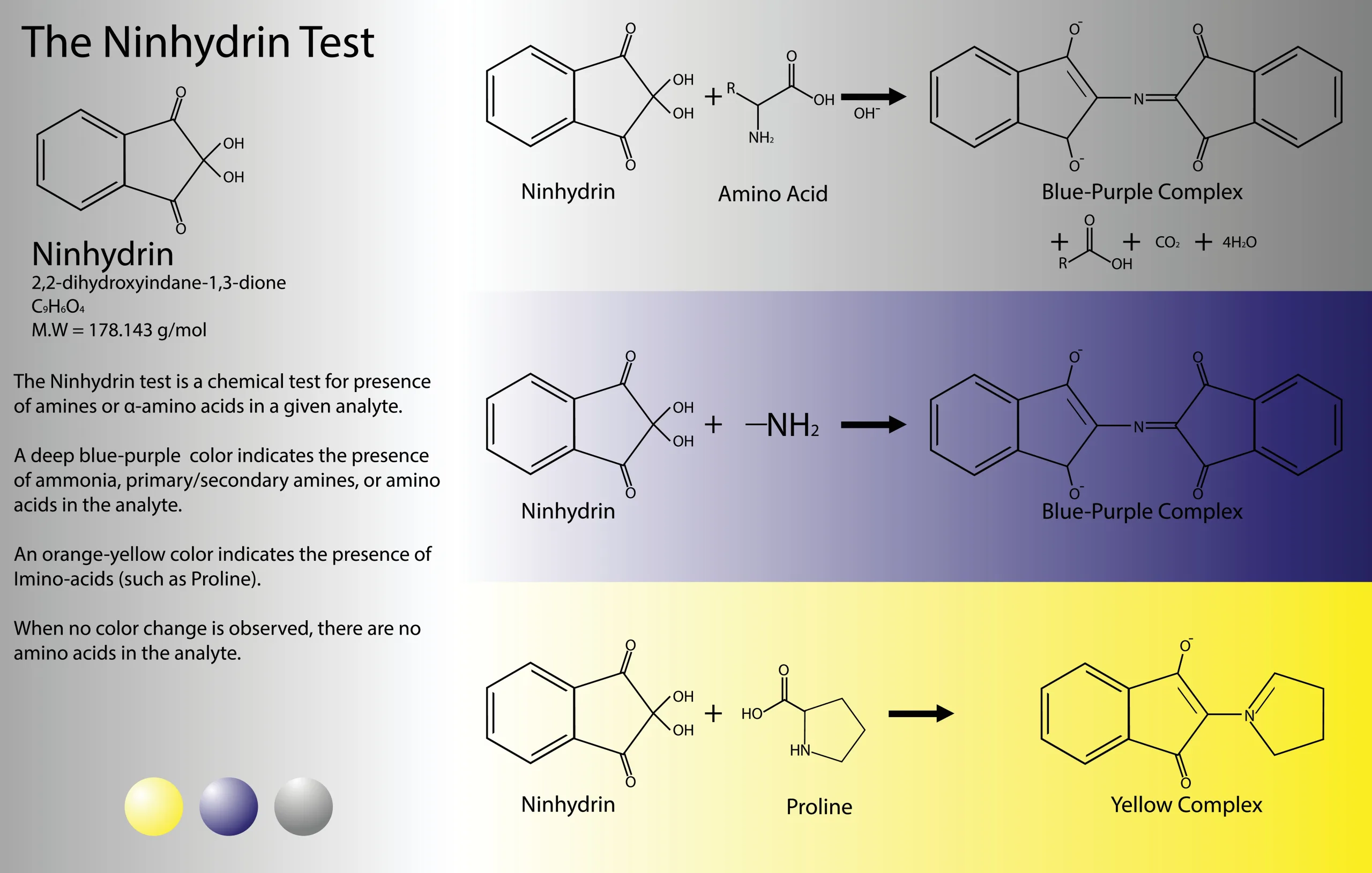 Why is Any Viable Amino Acid Technically Ninhydrin Positive Substances?